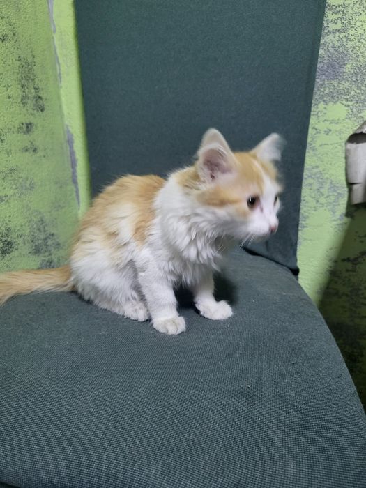 Котята мальчики девочки.