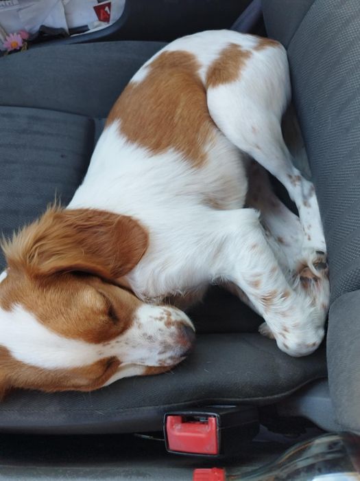 Кокер Шпаниол- Шпаниол Кокер