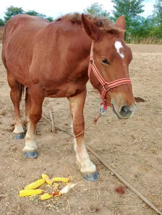 Vând/schimb cu animale,auto etc
