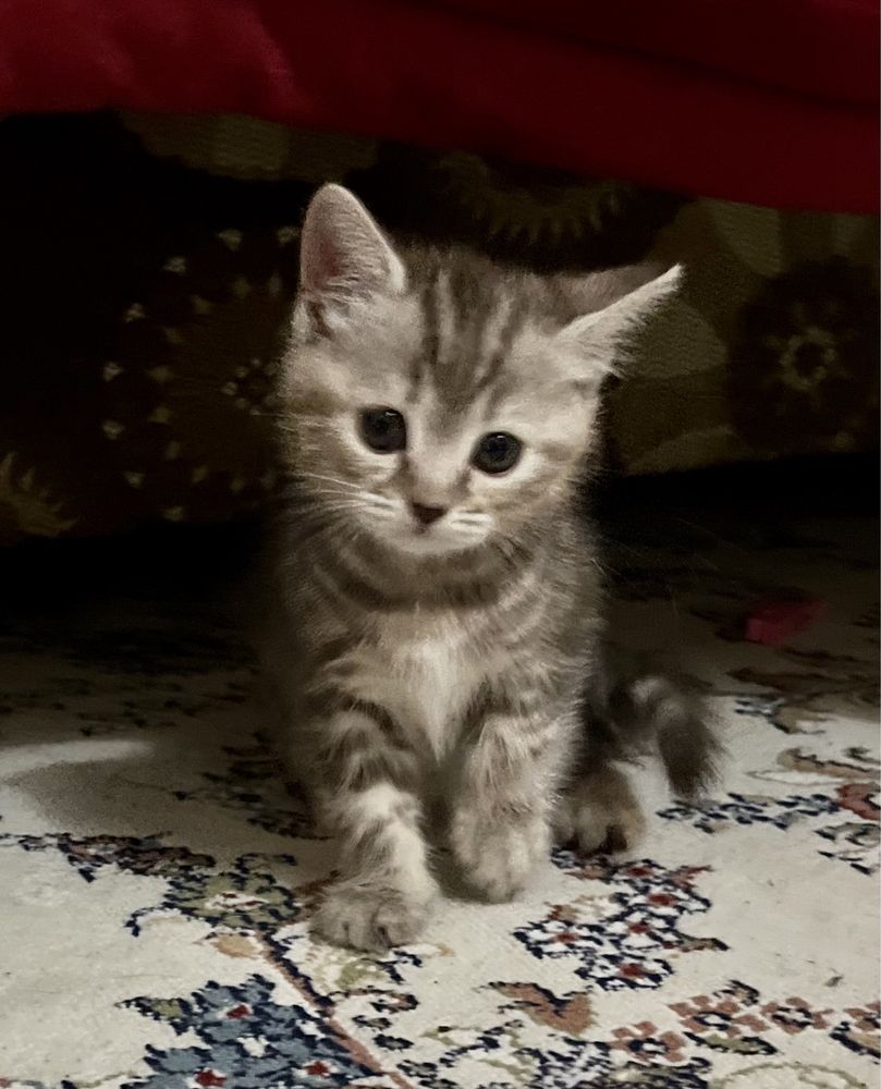 Кошка котята мысык