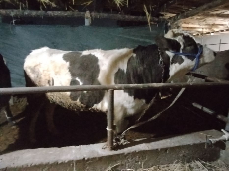 Boqma novoslar sotiladi tish buzmagan xali