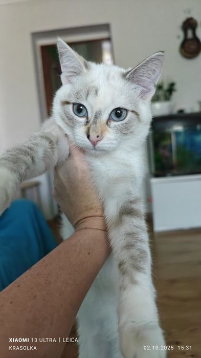 Очень красивая девочка в добрые руки