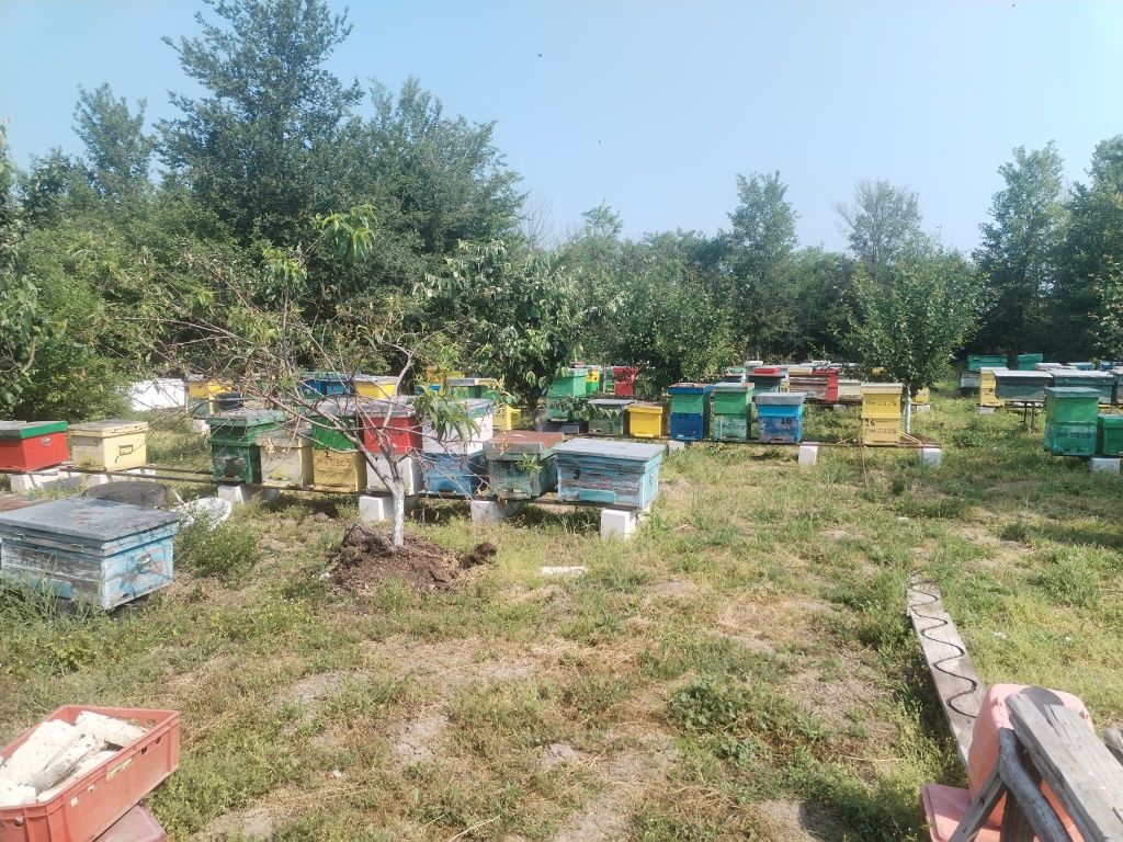 Vând stupi cu albine  și roiuri separat