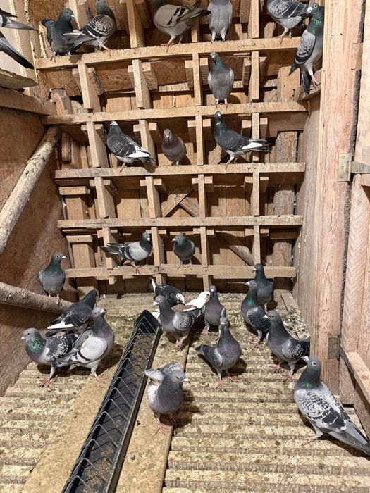 Porumbei fond maraton si Columbodrom