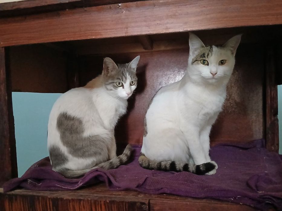 Ona bola uy mushuklari hadya qilinadi,