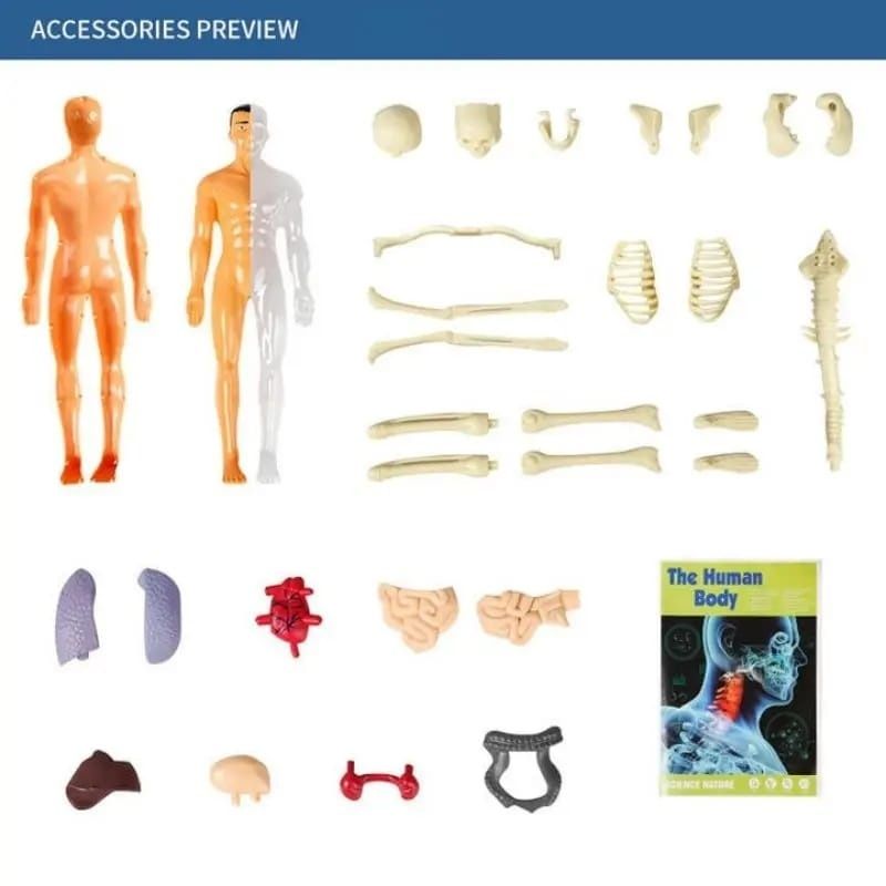 Corpul uman 3D Model Anatomic / Schelet și organe tip LEGO copii +6