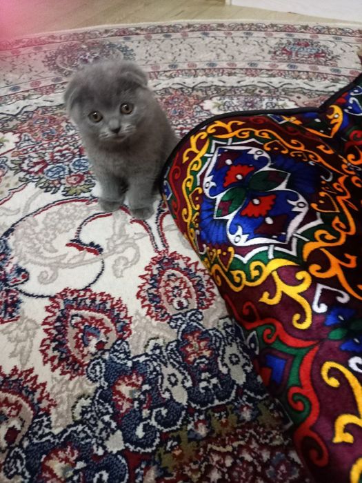 Продаются котята шотландской породы голубого окраса