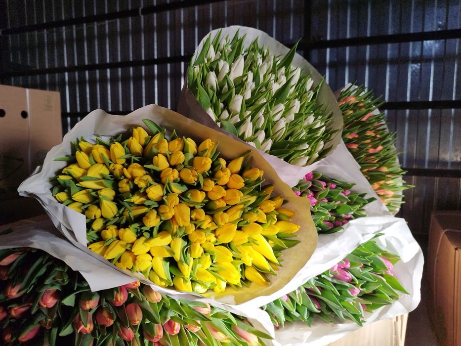 Тюльпаны ОПТОМ Алматы