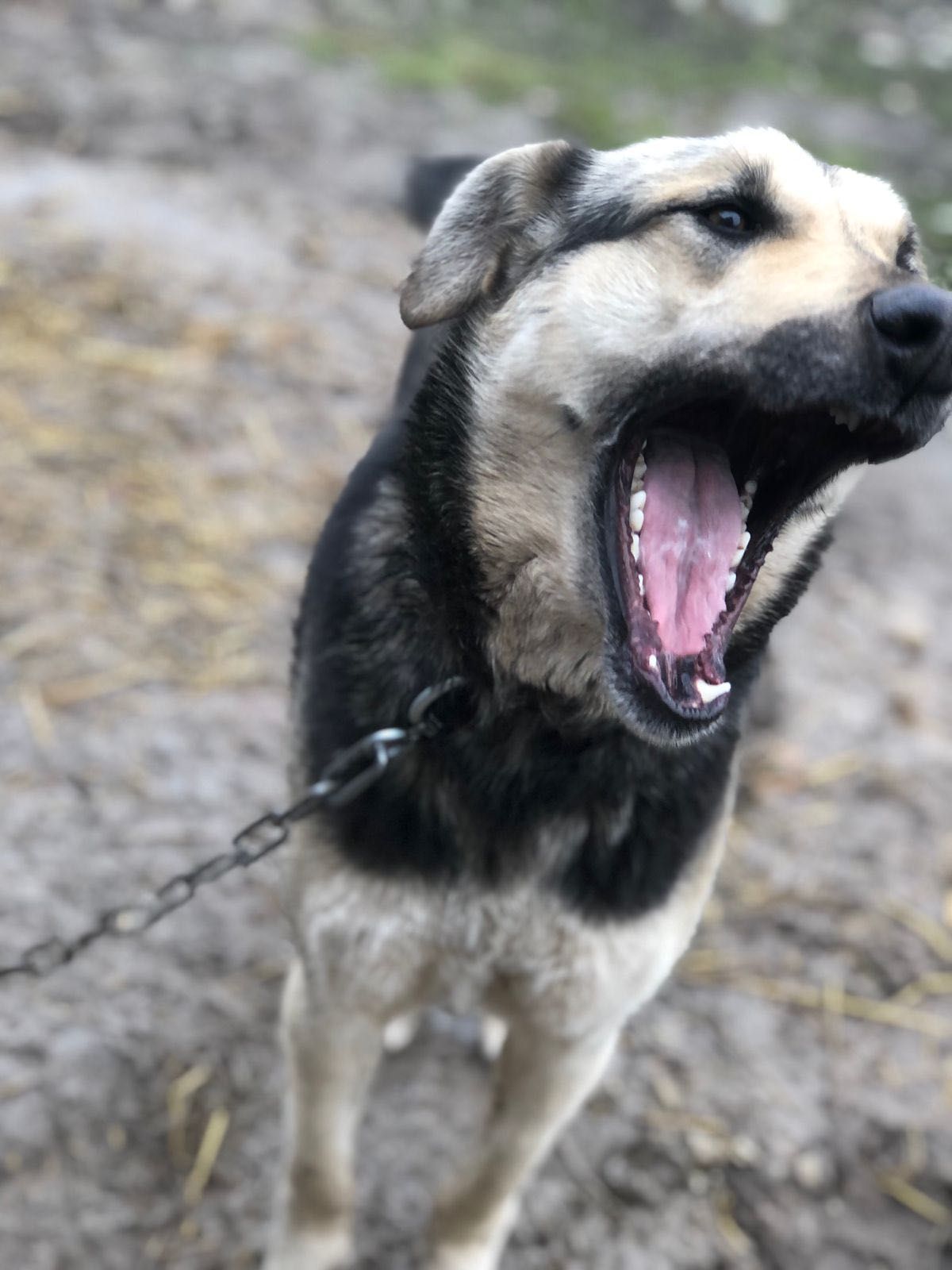 Собачка в поиске дома срочно