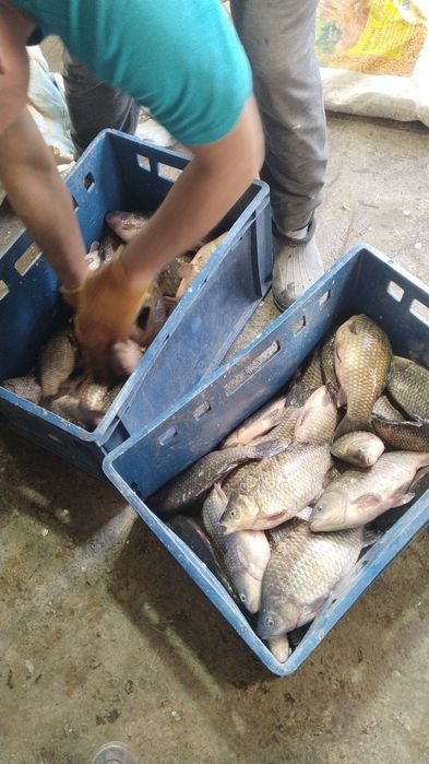 Рыба карась оптом