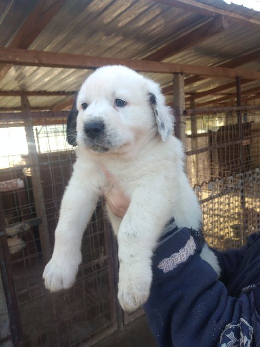 Mascul Ciobanesc de Asia Centrala.