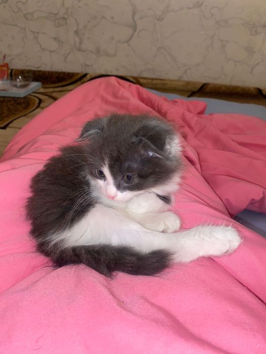 Мысық Скоттиш-фолд