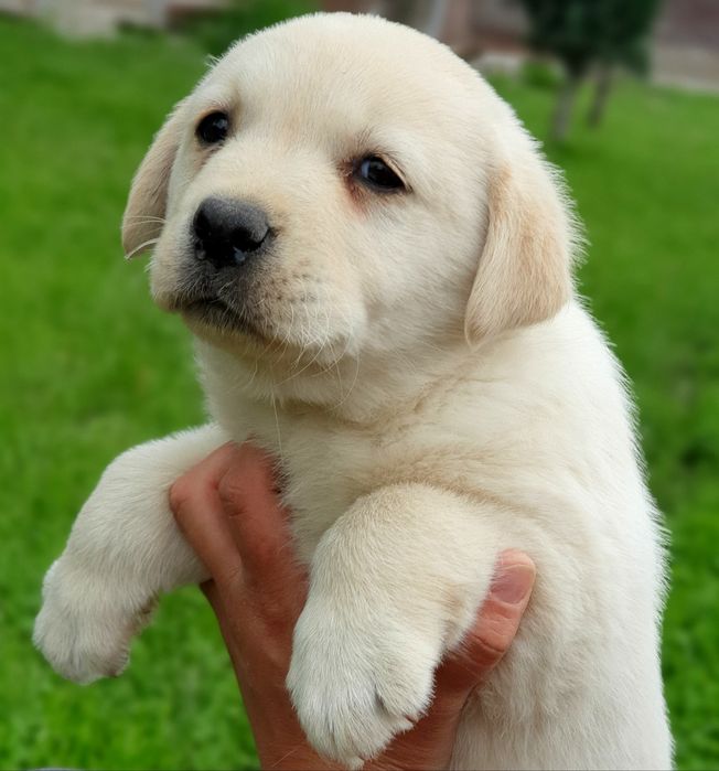 Labrador retriever