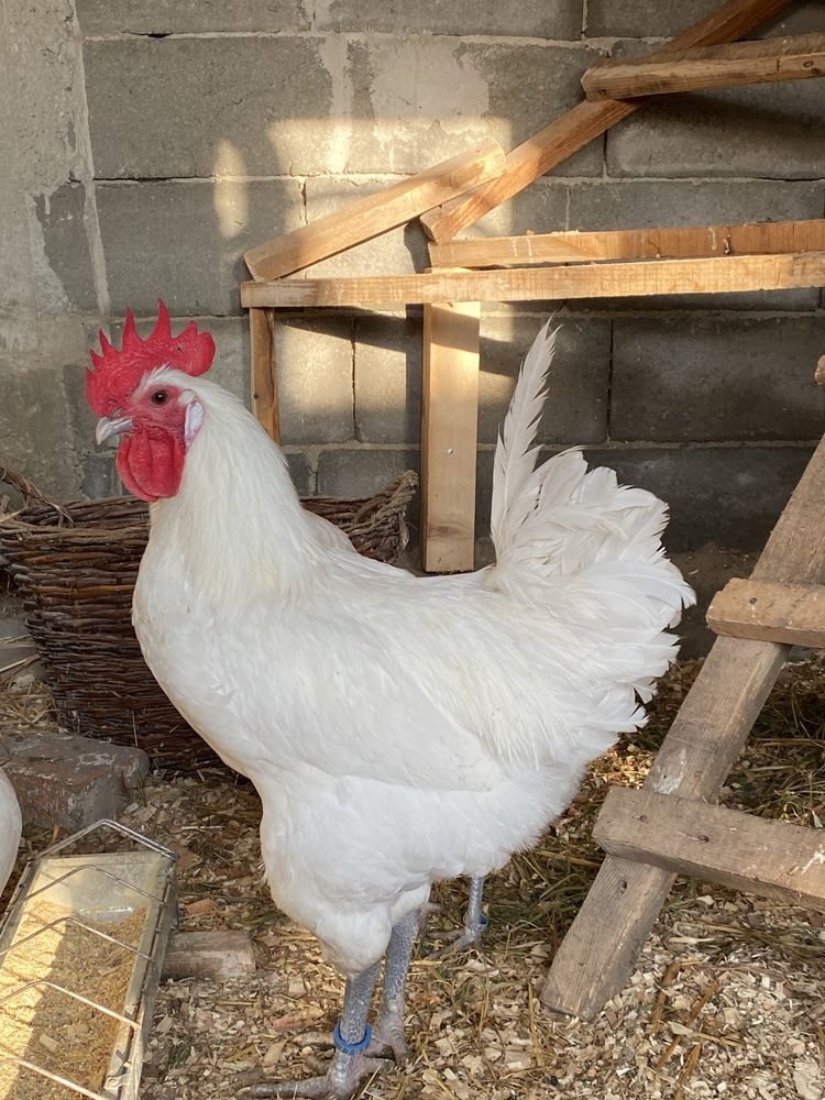 Oua incubat La Bresse