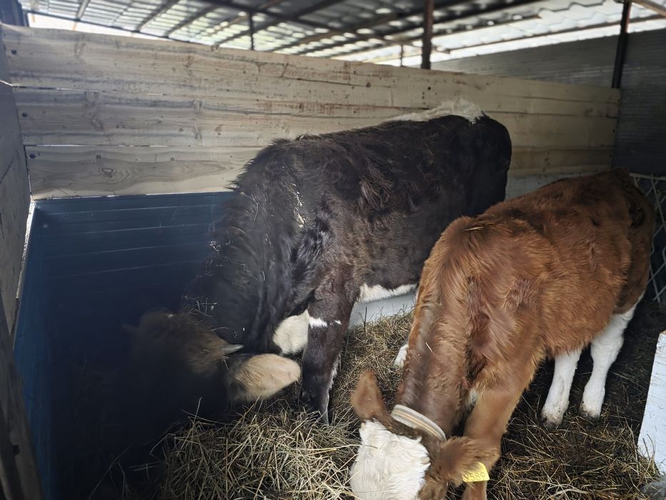 Vaci baltata românească cu 2 vitei si o vitea