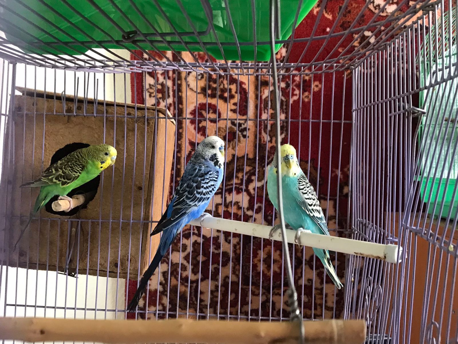 Продаю волнистых попугаев    домашнего разведение и клетки недорого