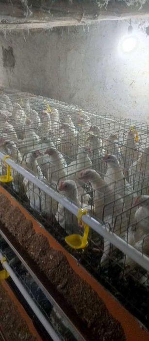 Loman sendi tovuqlar sotiladi