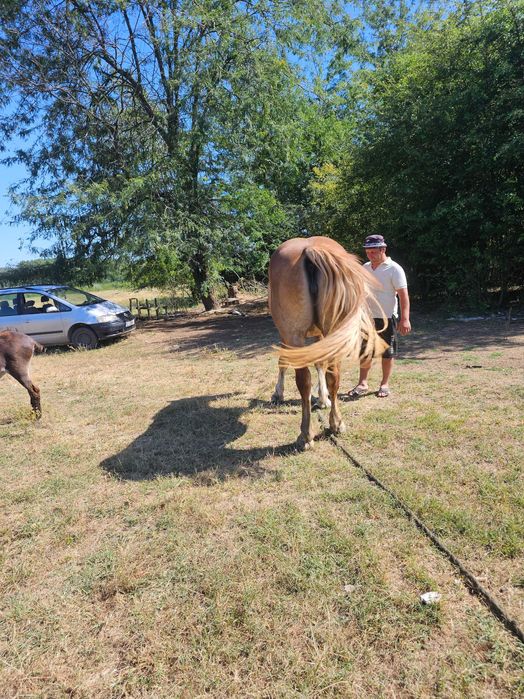 Iapa grea 2 ani si 8 luni