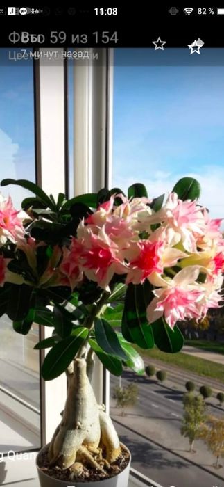 Адениумы сортовые