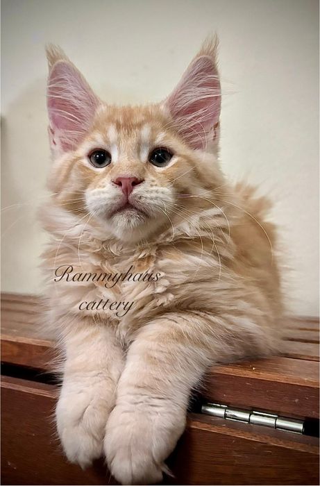 Felisa autirizata WCF, vinde pisoi cu pedigree rasa Maine coon