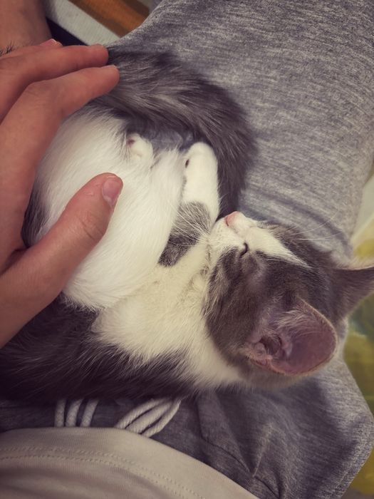 котёнок 3месяцев