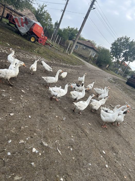 Продавам Гъски/патки