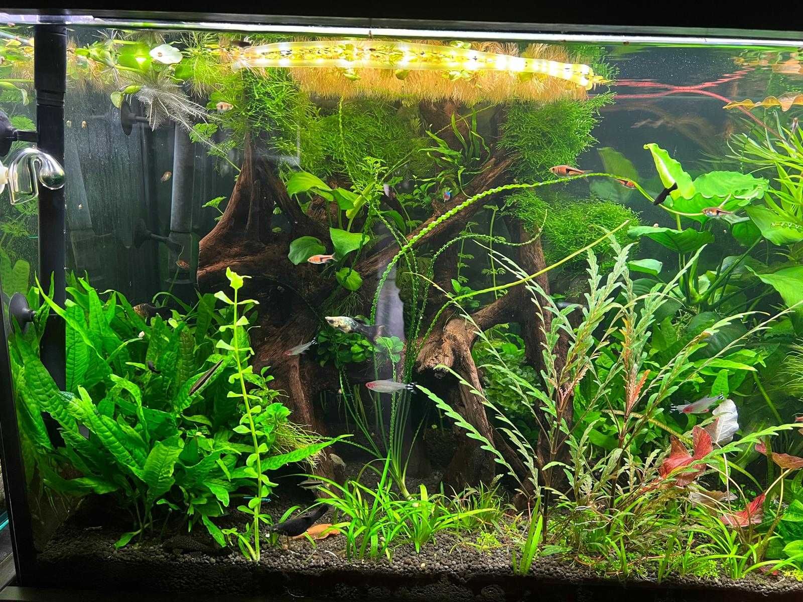 Pachet plante acvariu la alegere