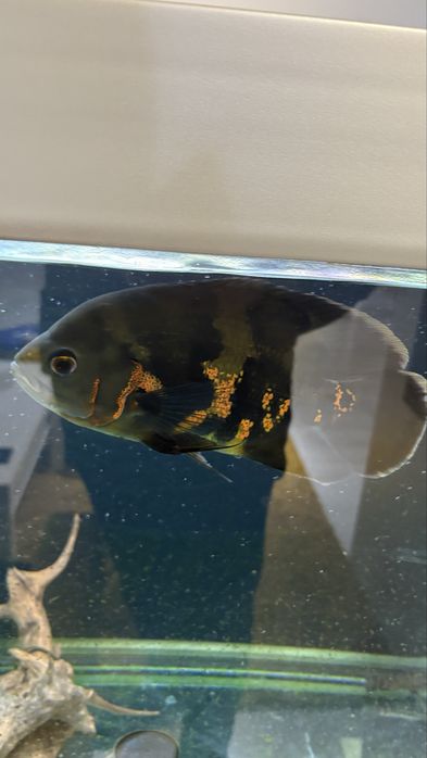 Peste de acvariu “Oscar “