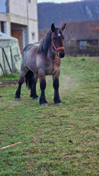 Cal semi greu belgian