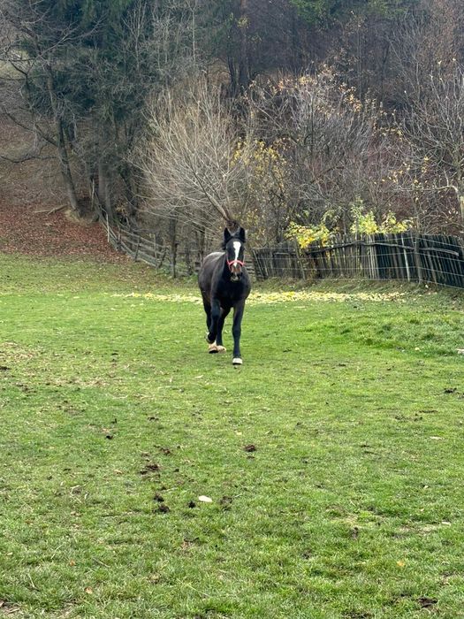 Vând mânză neagră