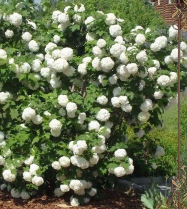 Растишки пересадка только осенью.