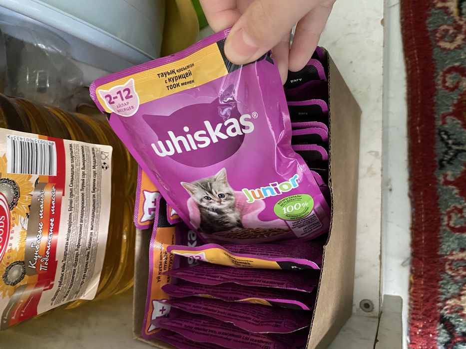 Все что необходимая для котенка