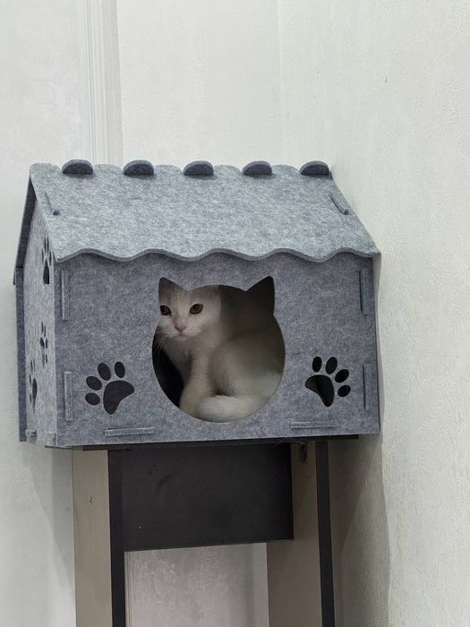 Oliy zotli mushuk sotiladi