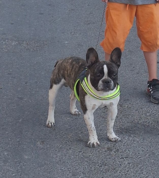 Французский бульдог ищет подругу