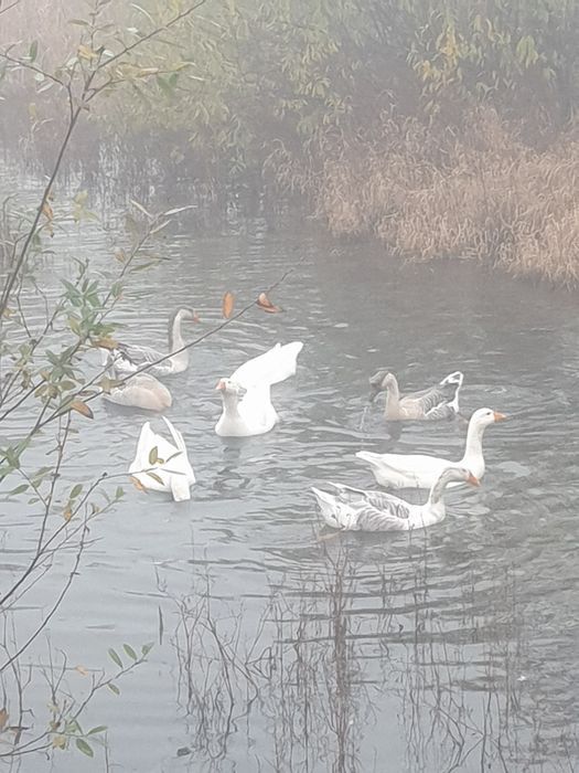 Sa vinde gâște de anul asta!