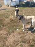 Dau catei kangal