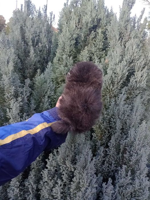 Померани. Реални снимки !