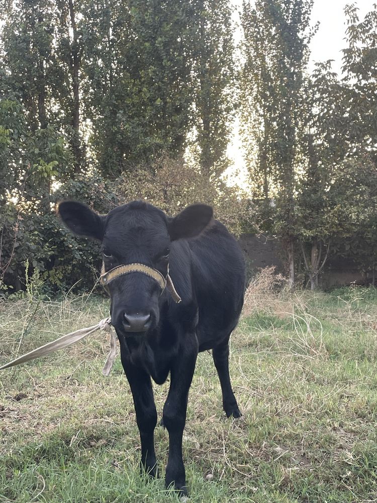 Zoti Angus Xonajin