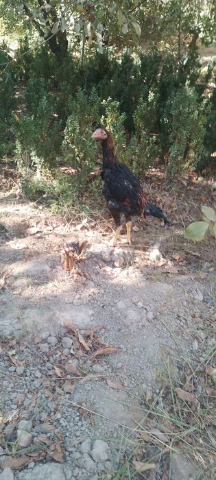 Dakan joja 3 oyli