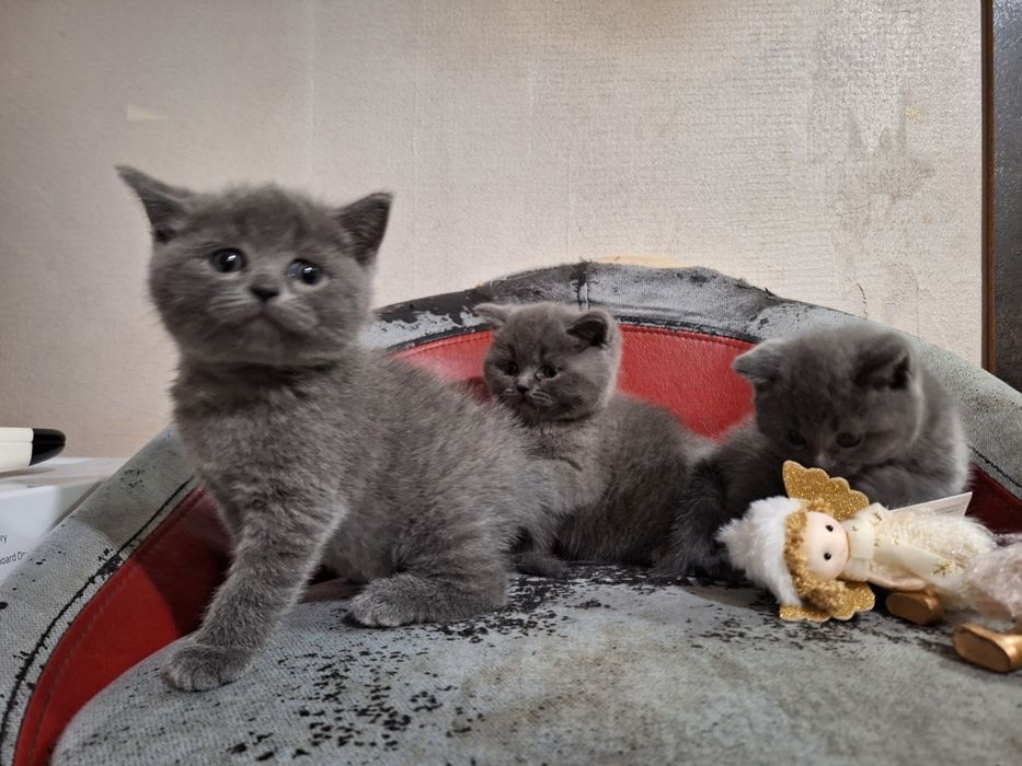 Британска късокосместа