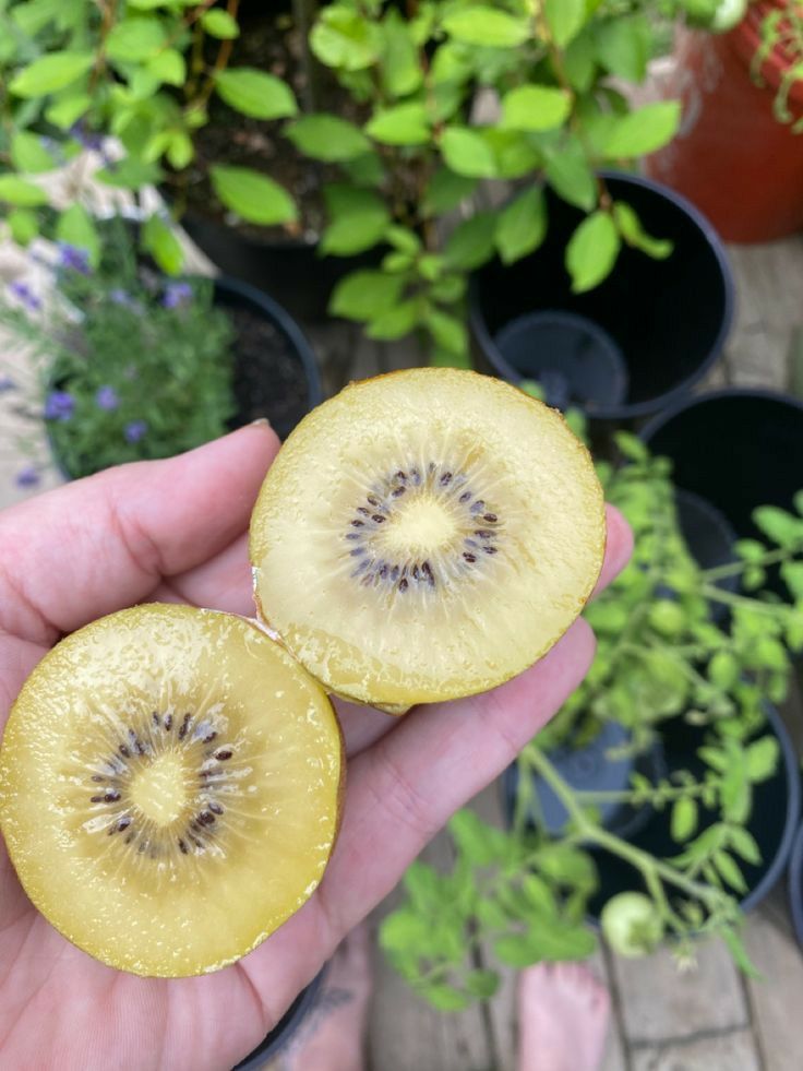 Kiwi (Soiul Gold )