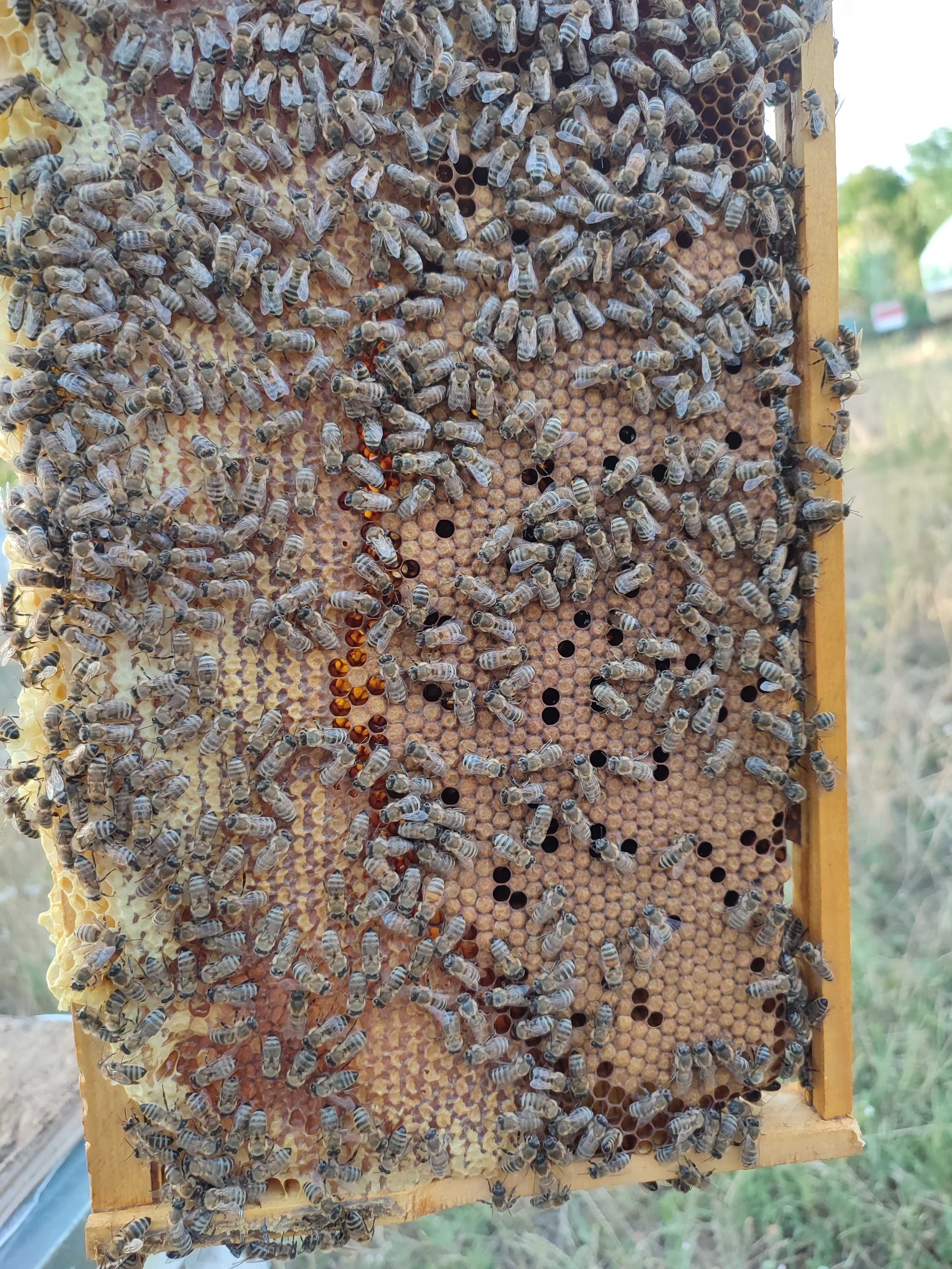 Roiuri de albine pe 5-7 rame 3/4 regine 2024 hibrizi Carnica