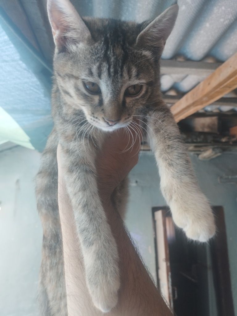 Отдам даром котенок