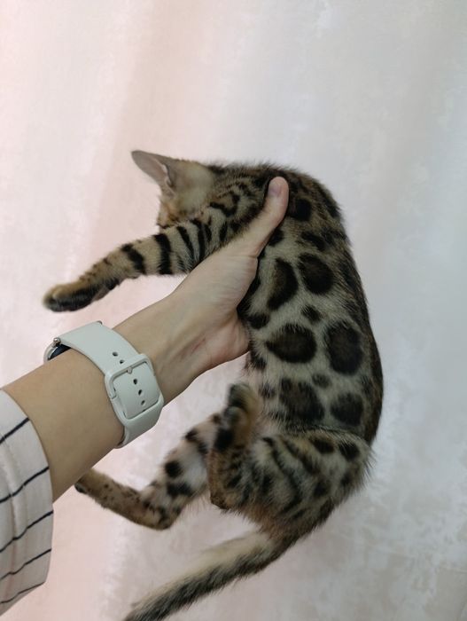 Бенгальский котенок мальчик 2 месяца