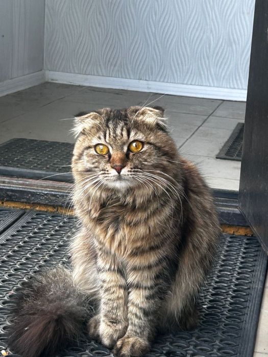 Кот шотландский