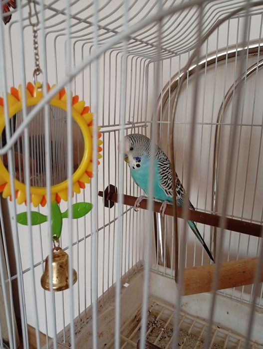 Vând peruș/papagal