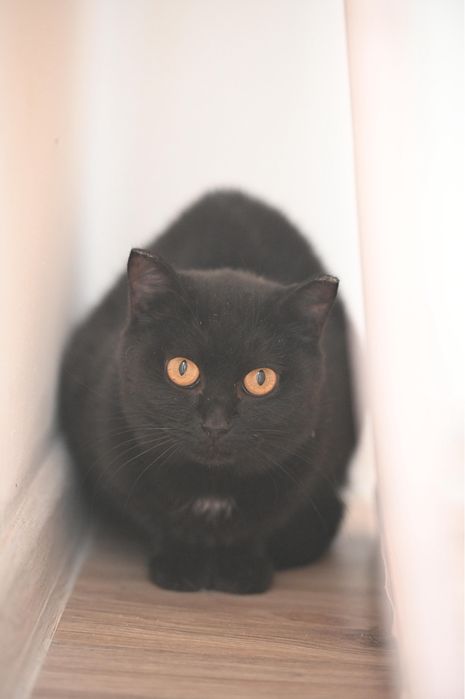 Кошечка Багира ищет семью. Стерилизована