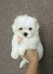 Bichon  maltez mini toy