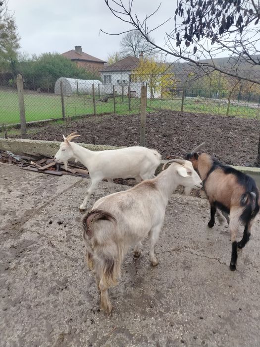 Две кози, заплодени