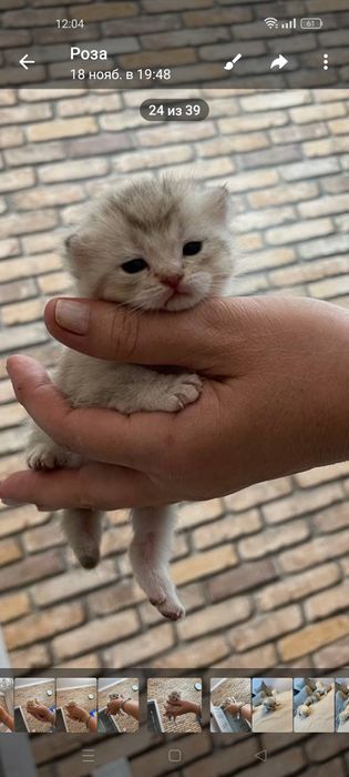 Котята Шотландский шиншилла